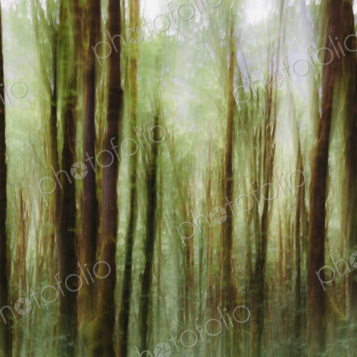 Lush forest of moss covered Big leaf maple trees (Acer macrophyllum), blurred motion,…