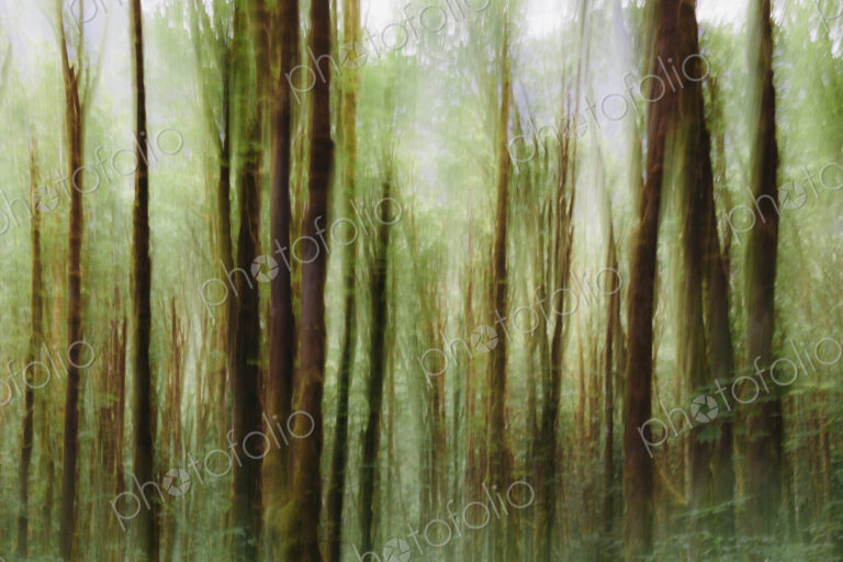 Lush forest of moss covered Big leaf maple trees (Acer macrophyllum), blurred motion,…
