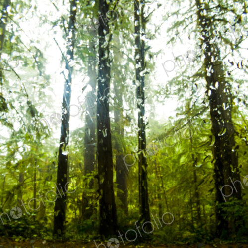 Lush forest seen through a wet windshield, Ecola Beach, Oregon. Lush forest seen through a wet windshield, Ecola Beach, Oregon.