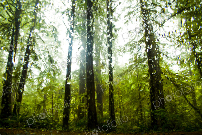 Lush forest seen through a wet windshield, Ecola Beach, Oregon.