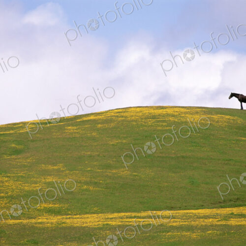 Lush grazing for horses in the meadows of California.