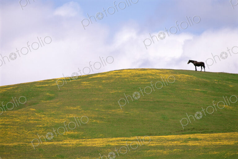 Lush grazing for horses in the meadows of California.