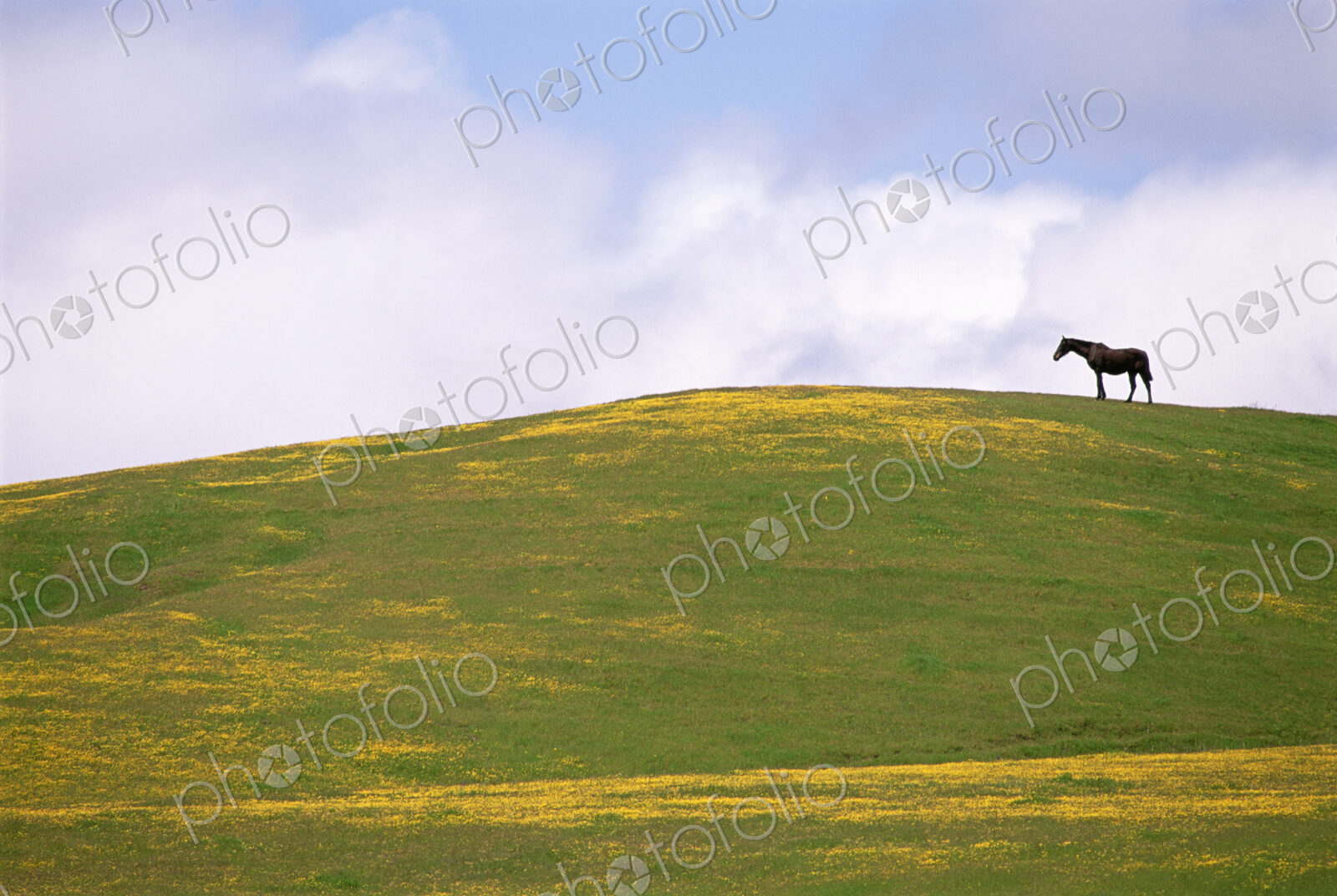Lush grazing for horses in the meadows of California.