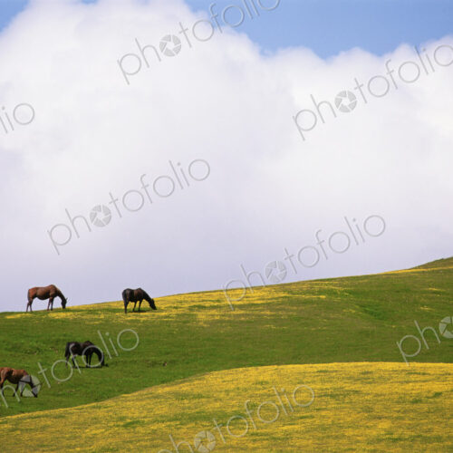 Lush grazing for horses in the meadows of California.