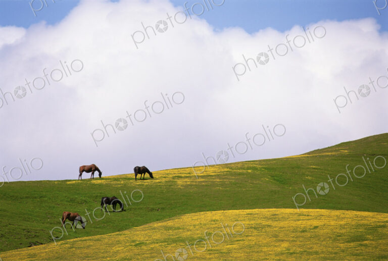Lush grazing for horses in the meadows of California.