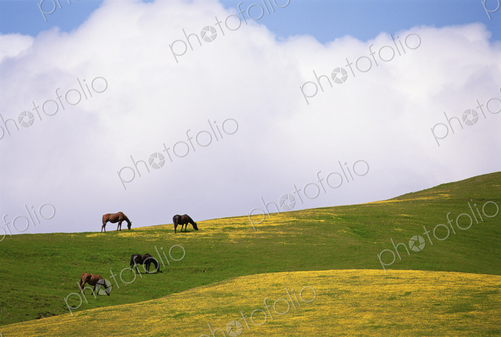 Lush grazing for horses in the meadows of California.