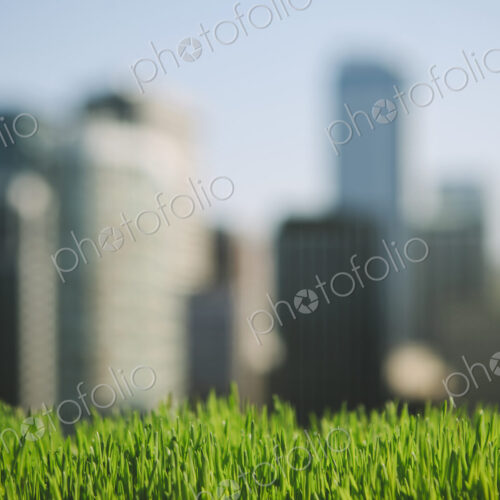 Lush, green grass in foreground, and the Seattle city skyline in the distance.
