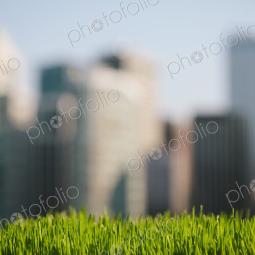 Lush, green grass in foreground, and the Seattle city skyline in the distance.