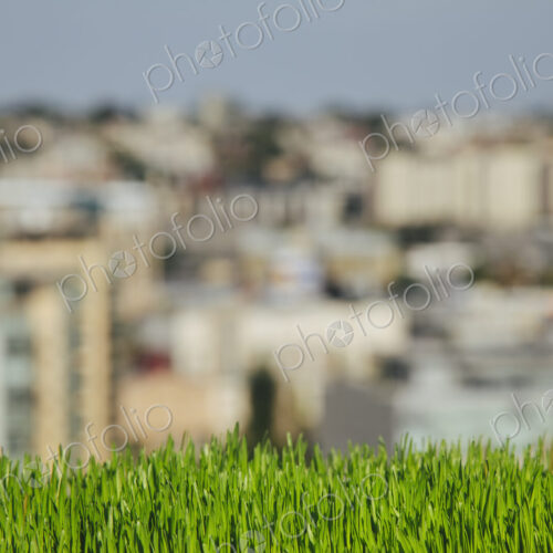 Lush, green grass in foreground, and the Seattle city skyline in the distance.