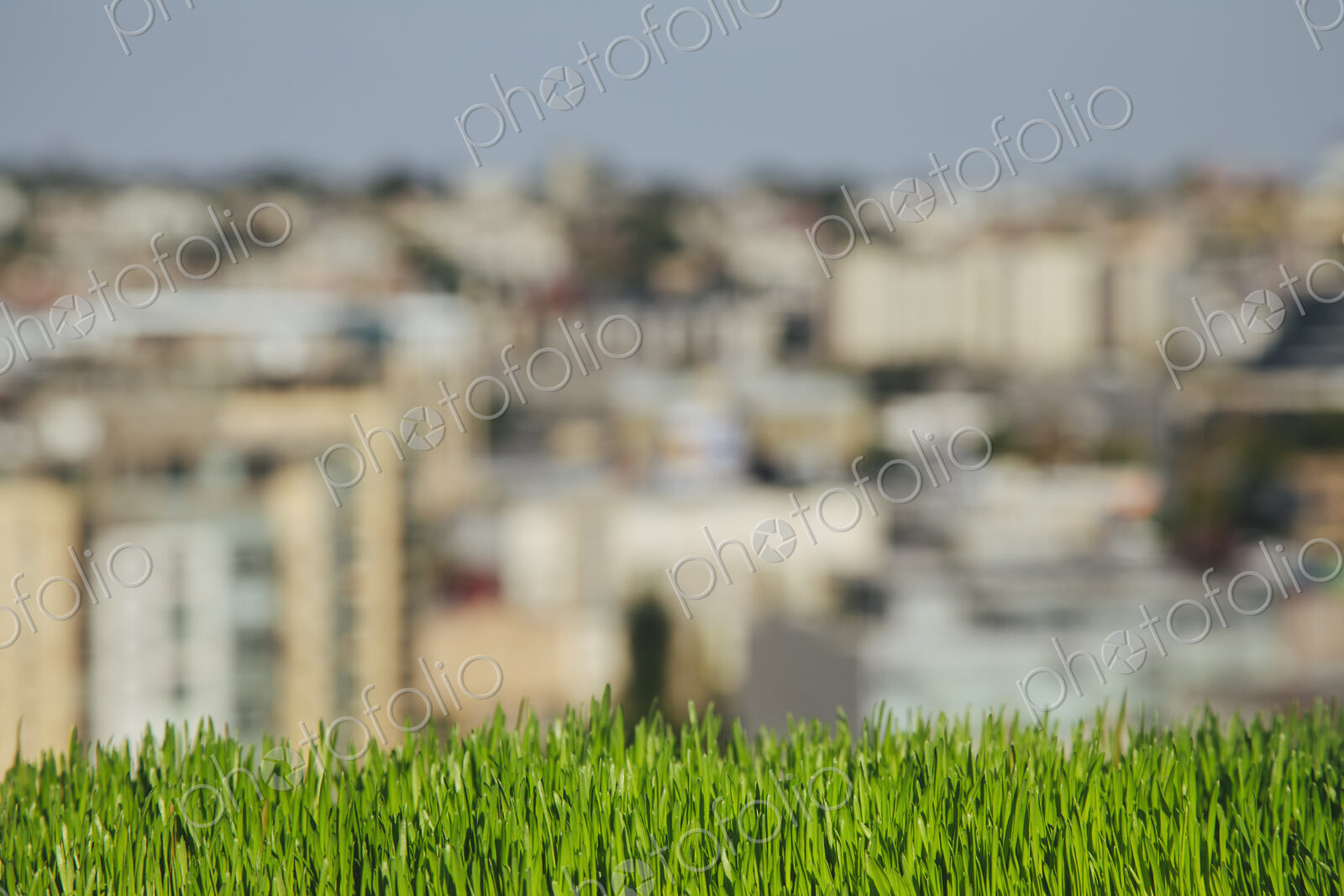 Lush, green grass in foreground, and the Seattle city skyline in the distance.