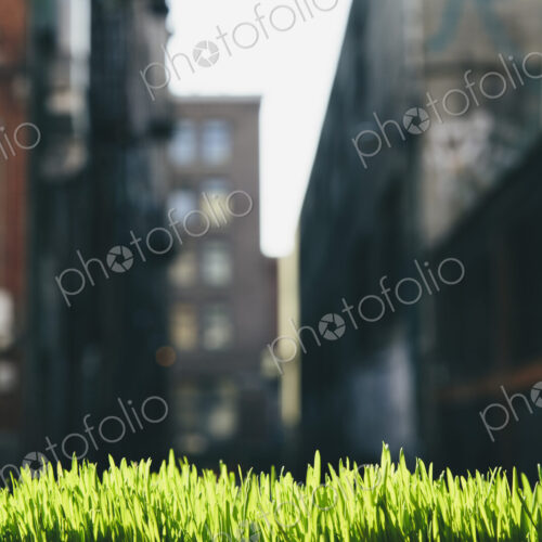 Lush, green grass in foreground, and the Seattle city skyline in the distance.