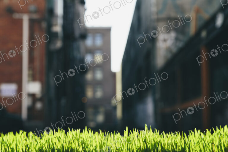 Lush, green grass in foreground, and the Seattle city skyline in the distance.