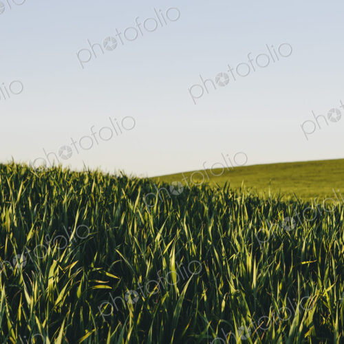 Lush, green rolling hills in a landscape. A crop of wheat growing and ripening near… Lush, green rolling hills in a landscape. A crop of wheat growing and ripening near…