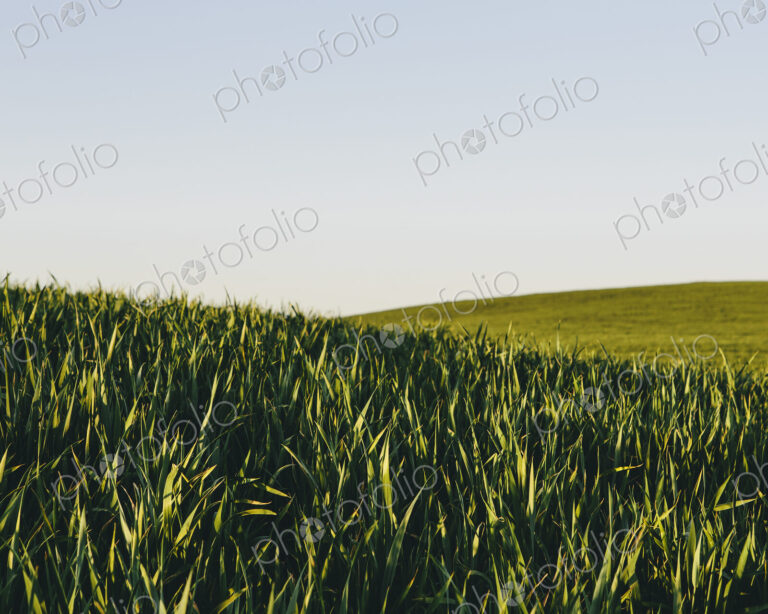 Lush, green rolling hills in a landscape. A crop of wheat growing and ripening near…
