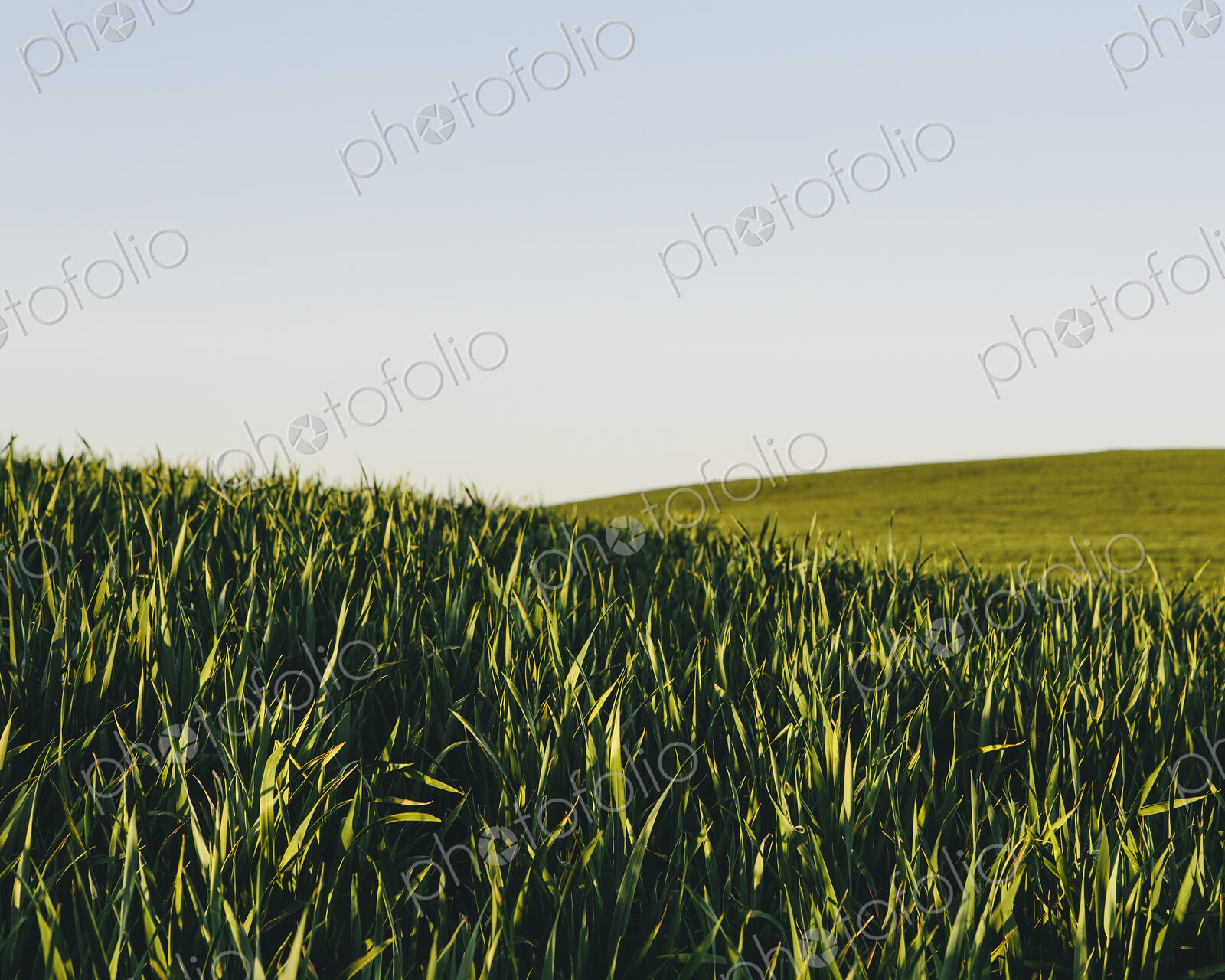 Lush, green rolling hills in a landscape. A crop of wheat growing and ripening near…