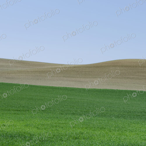 Lush, green rolling hills of the farmland near Pullman, Washington USA. A field of…