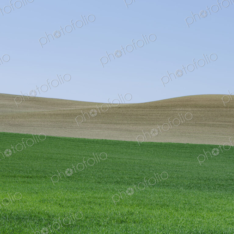 Lush, green rolling hills of the farmland near Pullman, Washington USA. A field of…