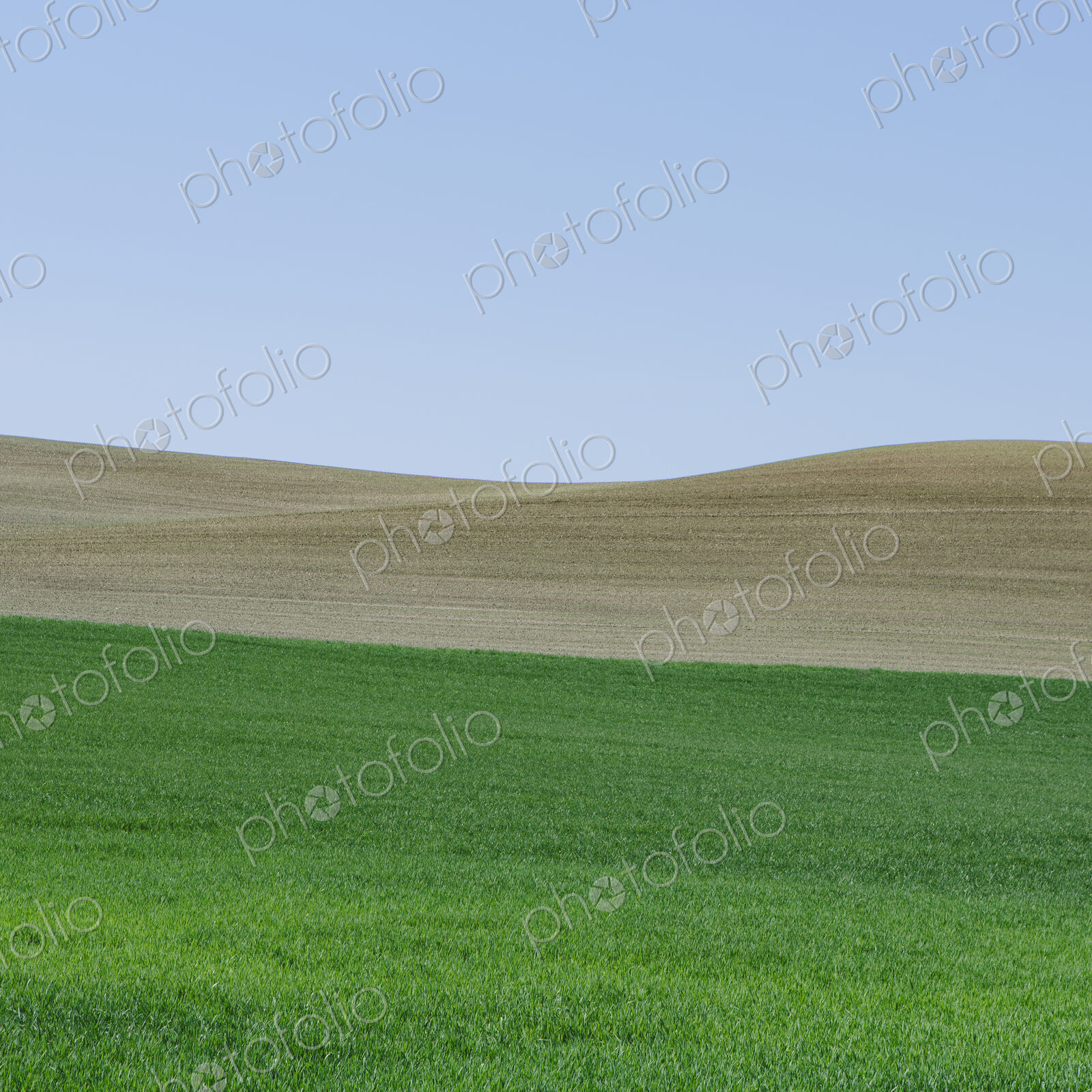 Lush, green rolling hills of the farmland near Pullman, Washington USA. A field of…