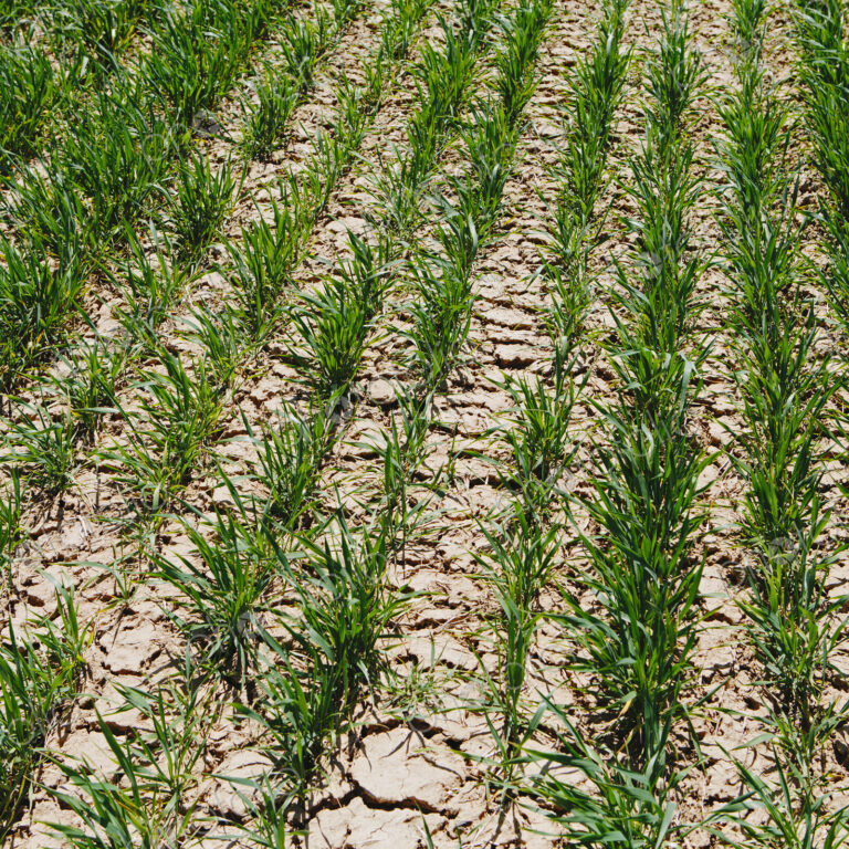 Lush, green rows of wheat. Green shoots growing from the ground, in furrows. Field…