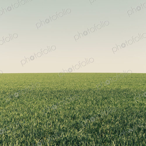 Lush green wheat crop growing in a field. Arable farmland, near Pullman in Washington…