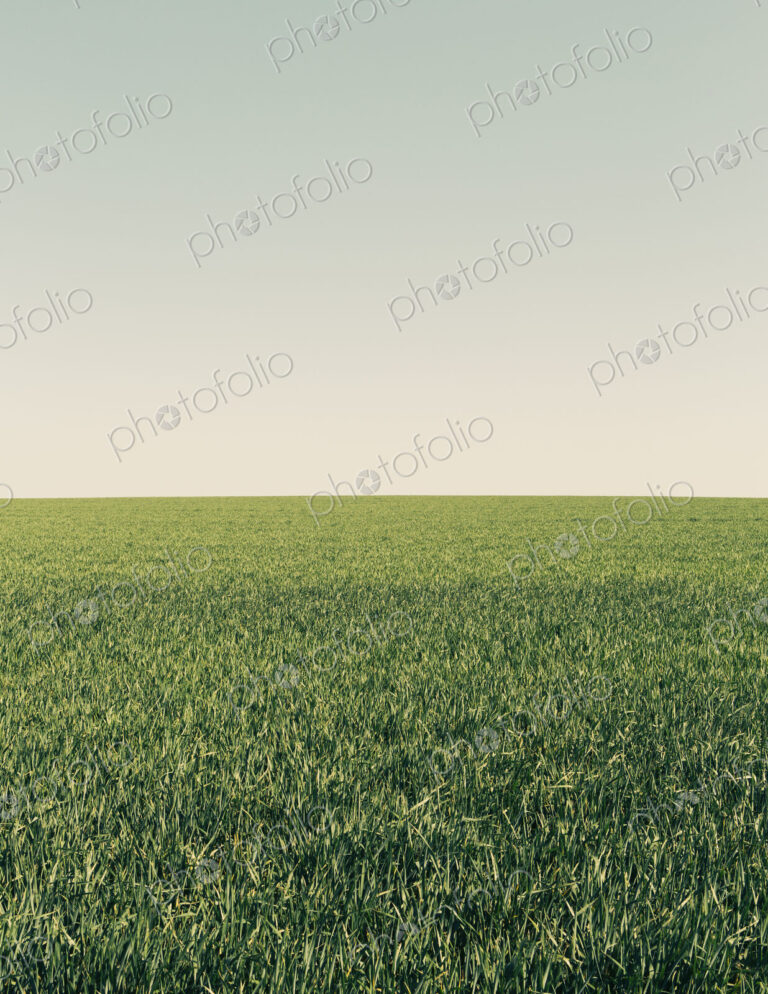 Lush green wheat crop growing in a field. Arable farmland, near Pullman in Washington…