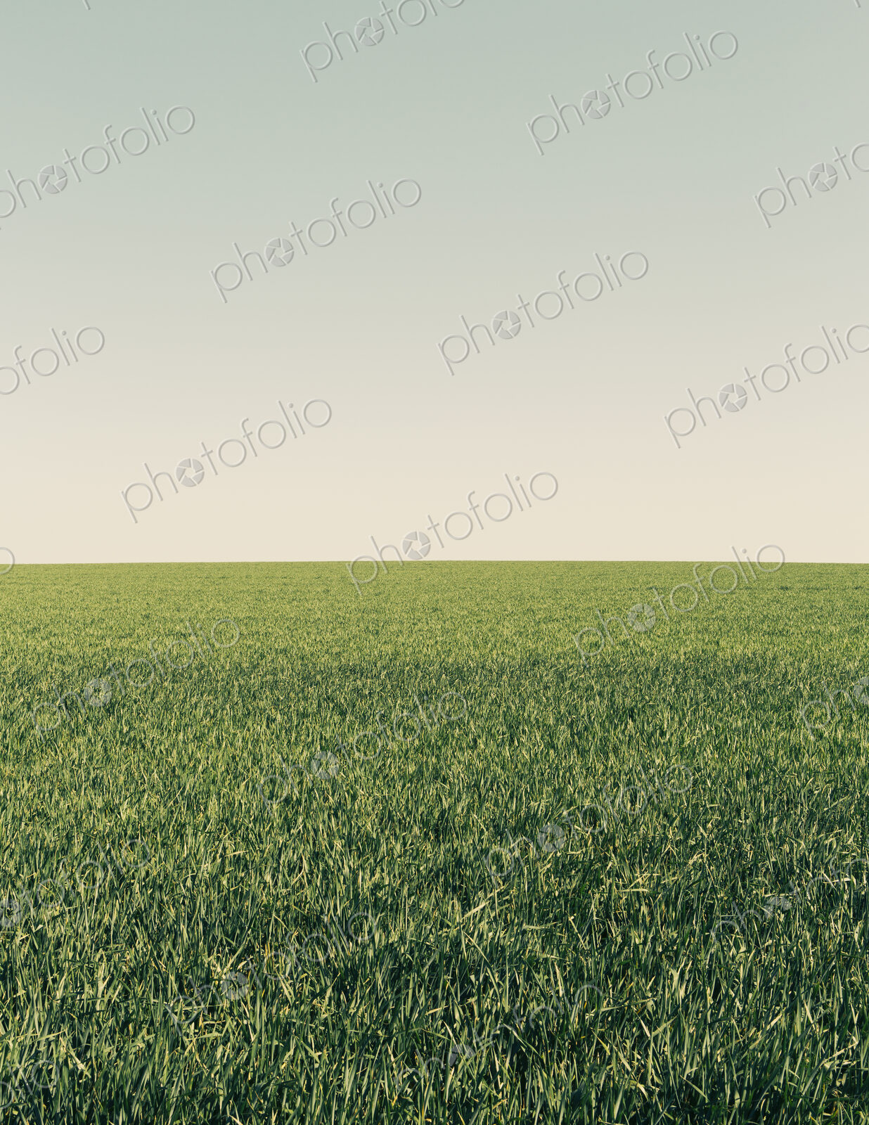 Lush green wheat crop growing in a field. Arable farmland, near Pullman in Washington…