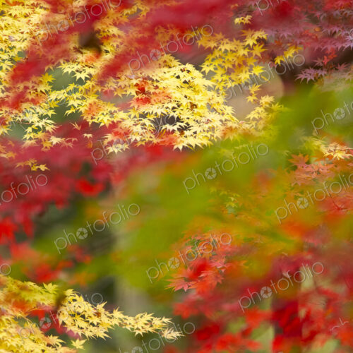 Lush vibrant yellow and red foliage on Japanese Maple trees. Lush vibrant yellow and red foliage on Japanese Maple trees.