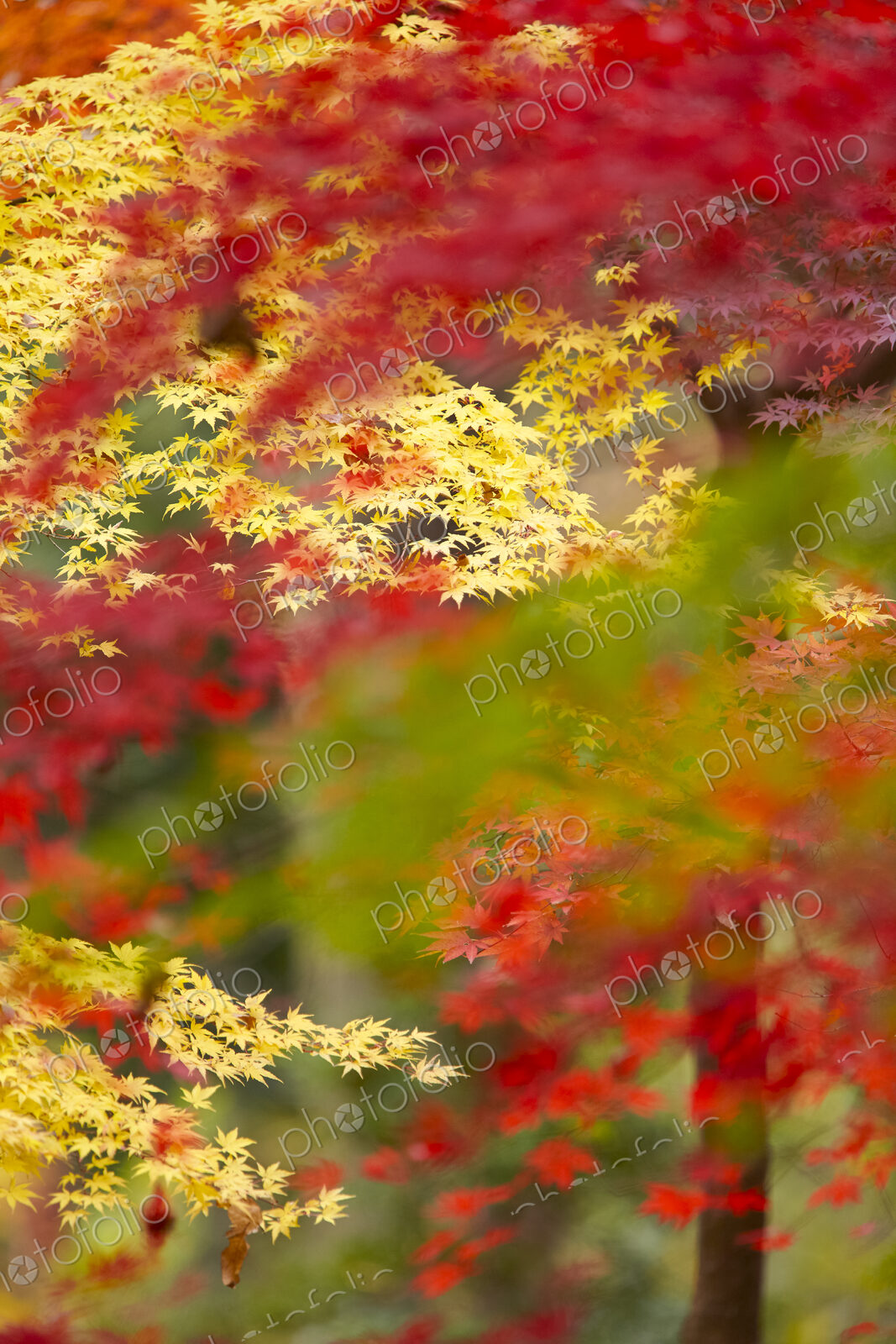 Lush vibrant yellow and red foliage on Japanese Maple trees.
