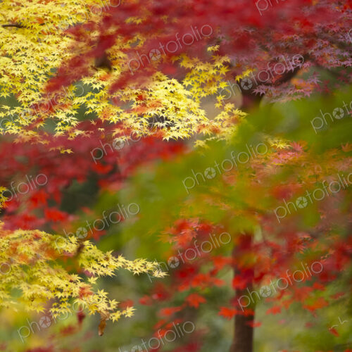 Lush vibrant yellow and red foliage on Japanese Maple trees. Lush vibrant yellow and red foliage on Japanese Maple trees.
