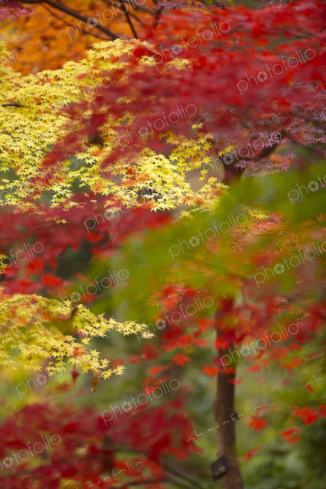 Lush vibrant yellow and red foliage on Japanese Maple trees.