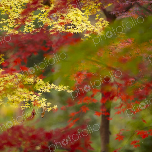 Lush vibrant yellow and red foliage on Japanese Maple trees. Lush vibrant yellow and red foliage on Japanese Maple trees.