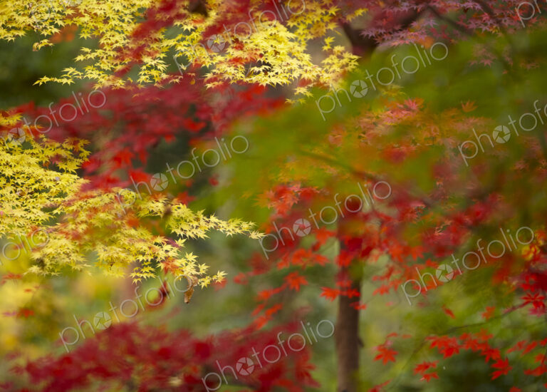 Lush vibrant yellow and red foliage on Japanese Maple trees.