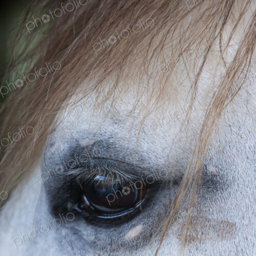 Lusitano horse, Bahia, Brazil