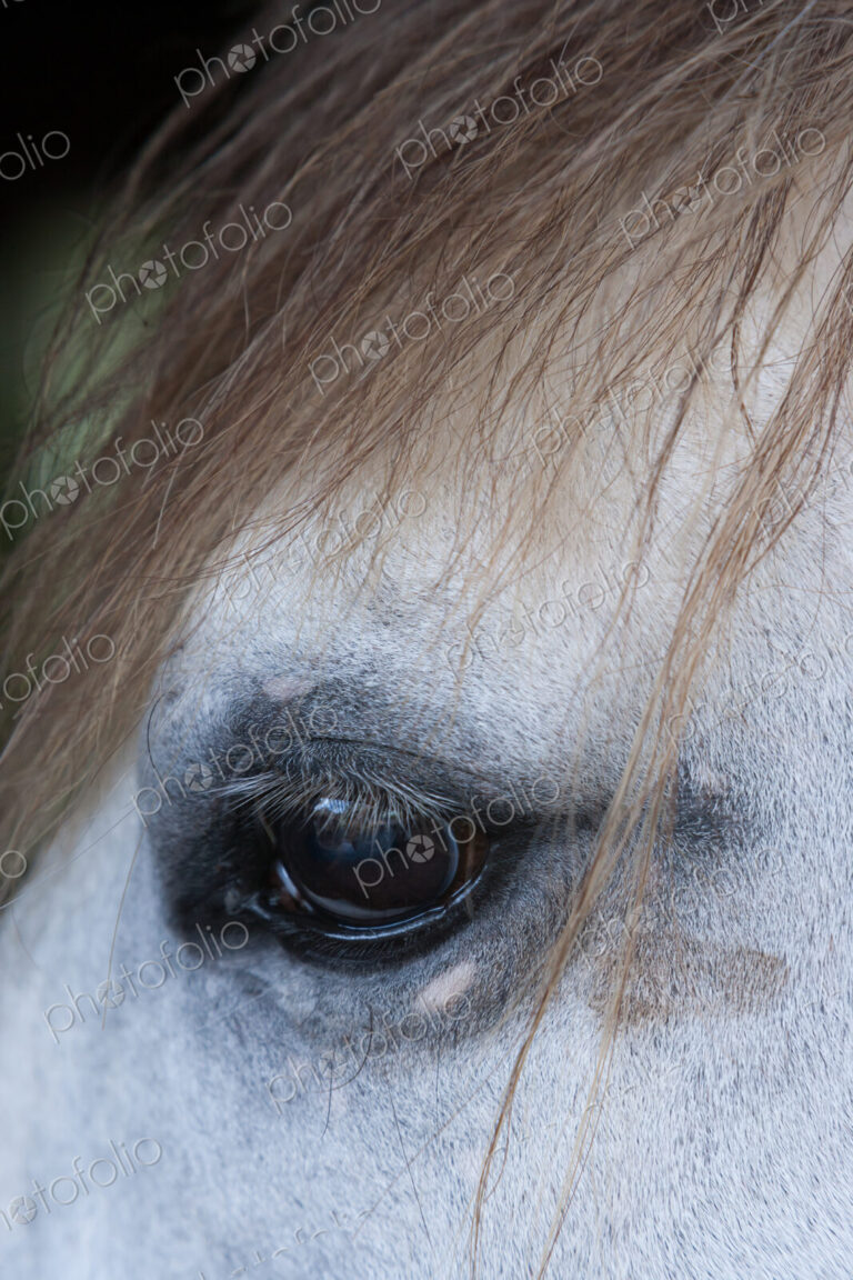 Lusitano horse, Bahia, Brazil