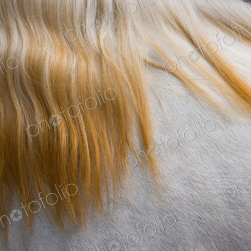 Lusitano horse, Bahia, Brazil