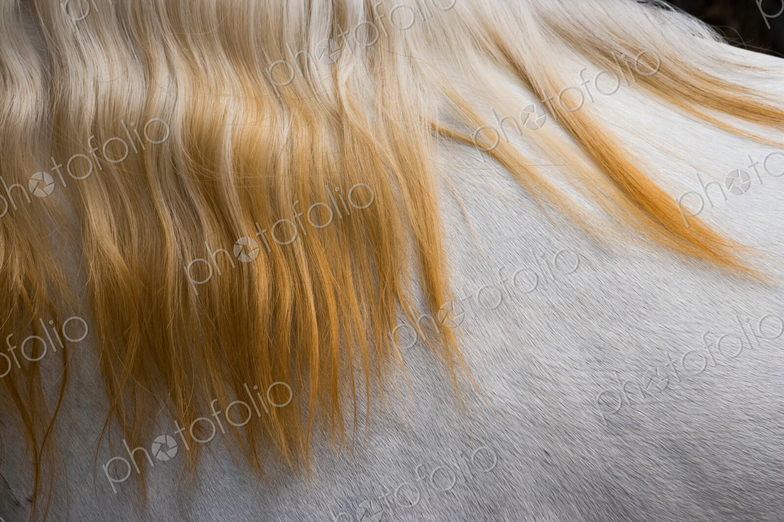 Lusitano horse, Bahia, Brazil