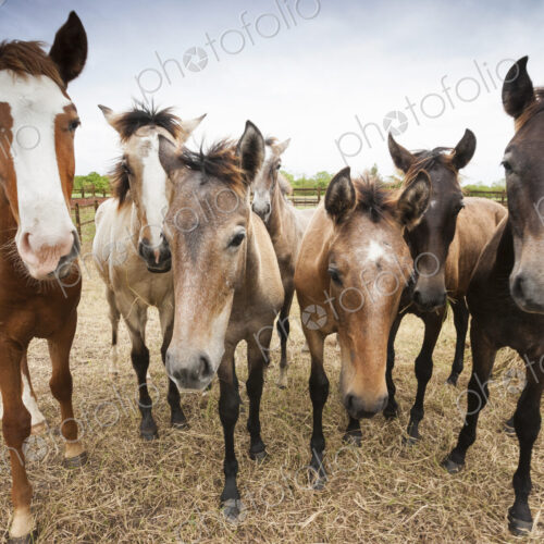 Lusitano horses, Bahia, Brazil
