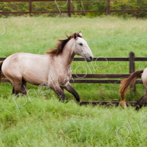 Lusitano horses, Bahia, Brazil