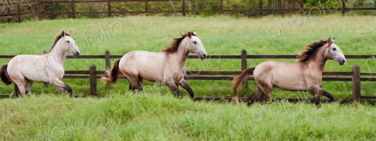 Lusitano horses, Bahia, Brazil