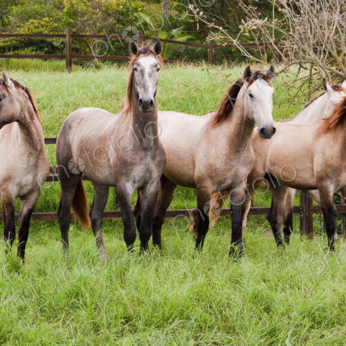Lusitano horses, Bahia, Brazil