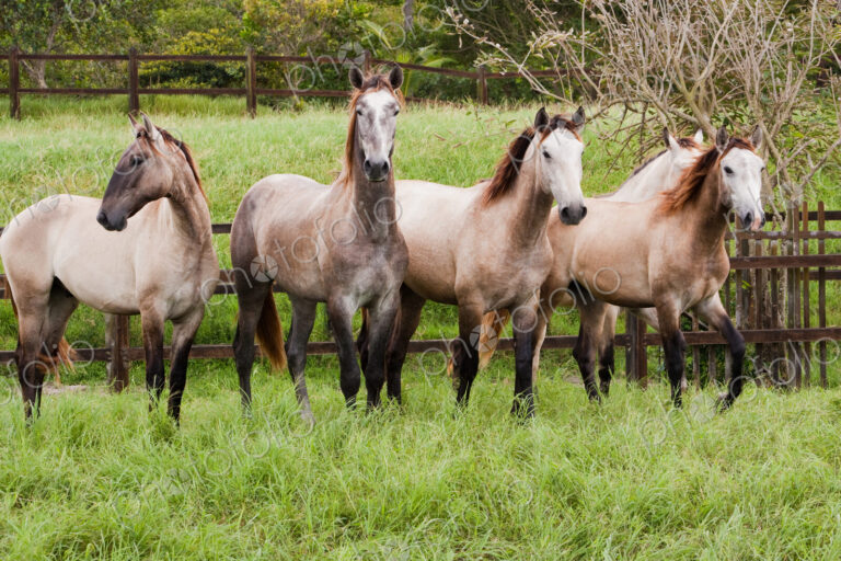 Lusitano horses, Bahia, Brazil