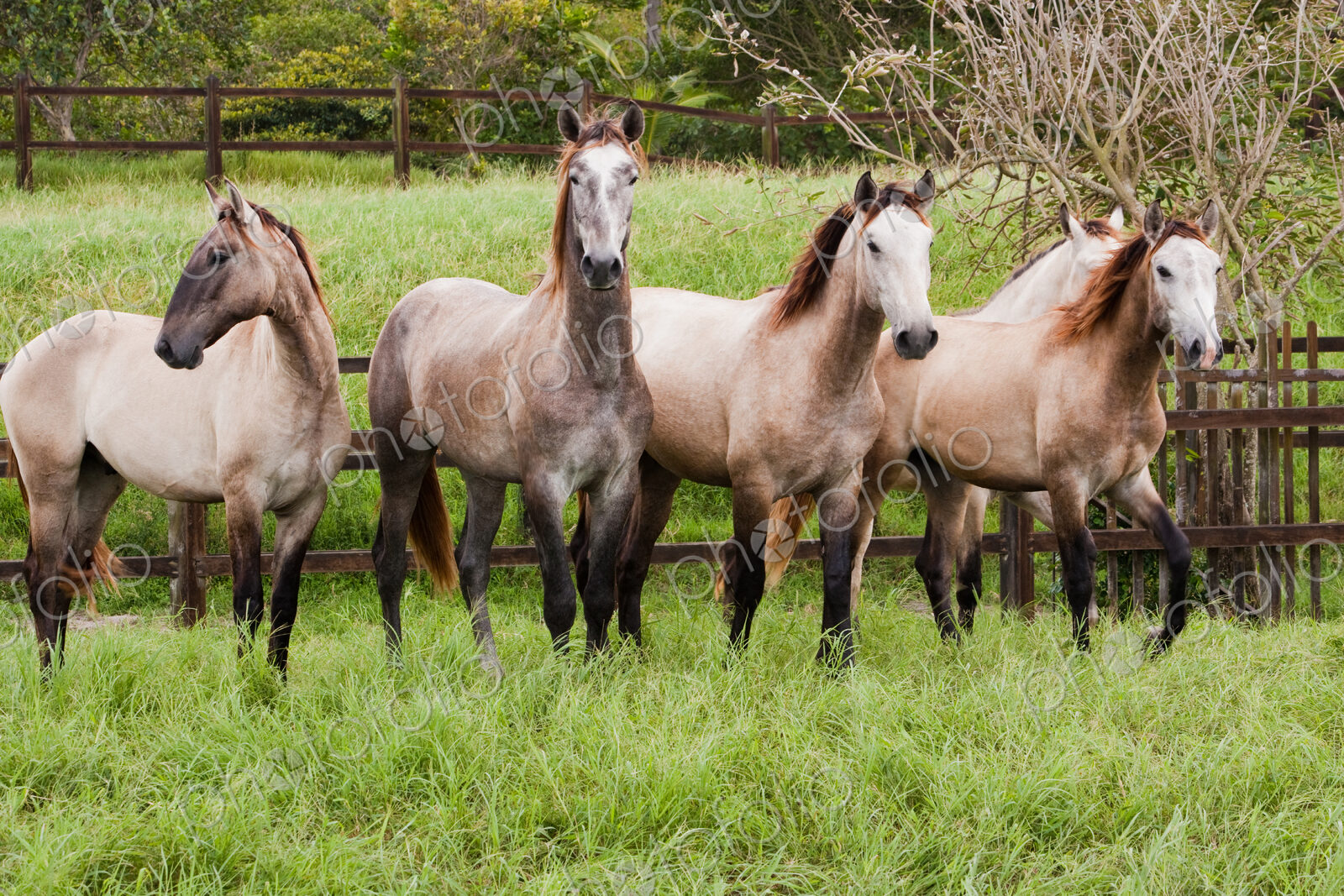 Lusitano horses, Bahia, Brazil