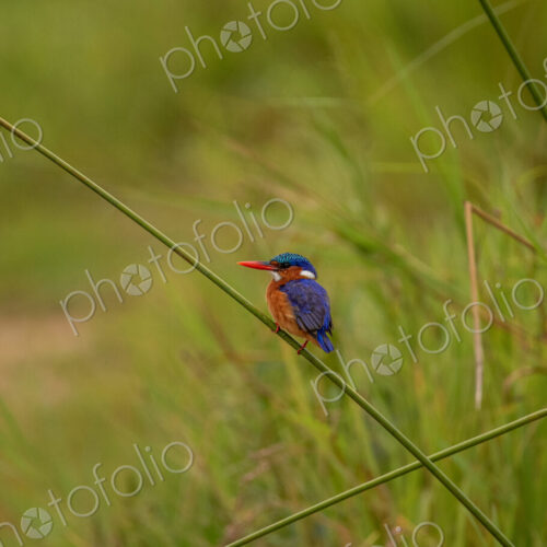 Malachite Kingfisher, Corythornis cristatus, vibrant portrait. Malachite Kingfisher, Corythornis cristatus, vibrant portrait.