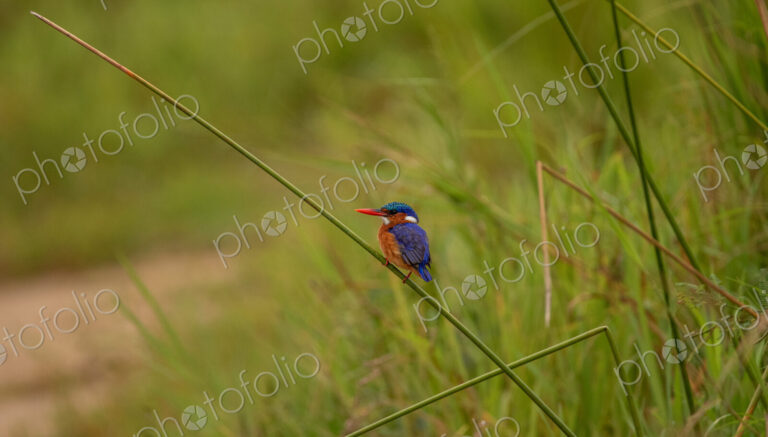 Malachite Kingfisher, Corythornis cristatus, vibrant portrait.