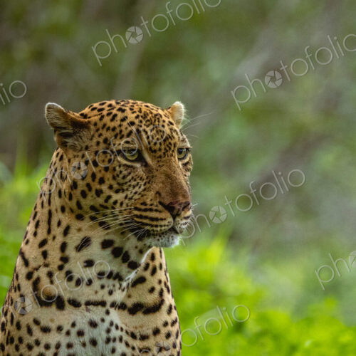 Male Leopard, Panthera pardus, close-up portrait.