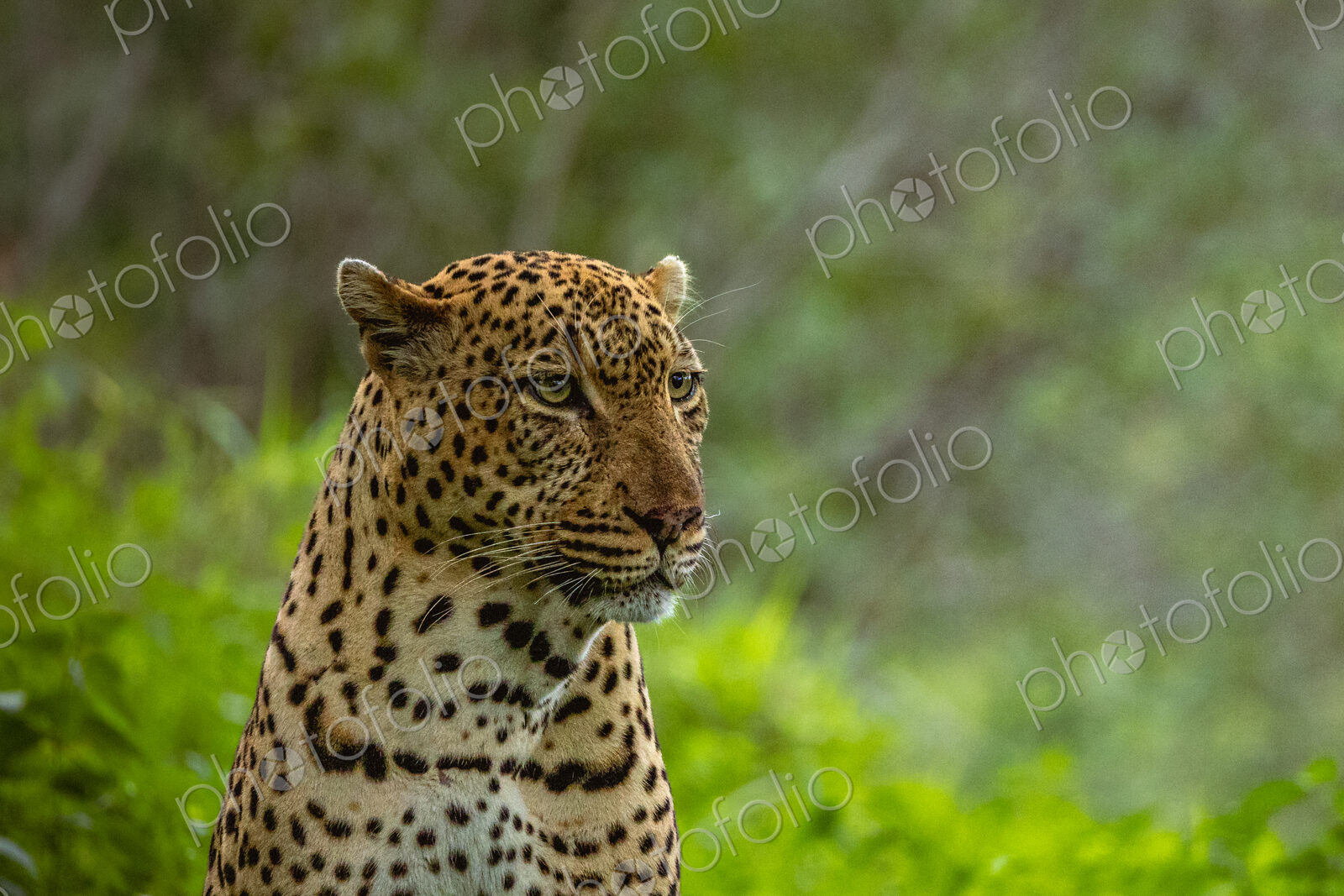 Male Leopard, Panthera pardus, close-up portrait.