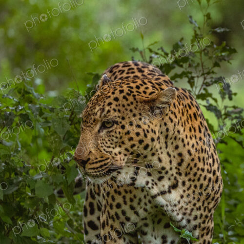 Male Leopard, Panthera pardus, full-body shot of the male leopard moving through his… Male Leopard, Panthera pardus, full-body shot of the male leopard moving through his…