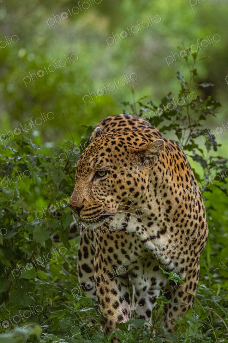 Male Leopard, Panthera pardus, full-body shot of the male leopard moving through his…