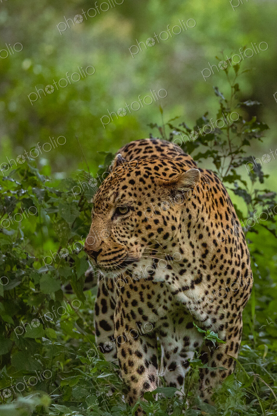 Male Leopard, Panthera pardus, full-body shot of the male leopard moving through his…