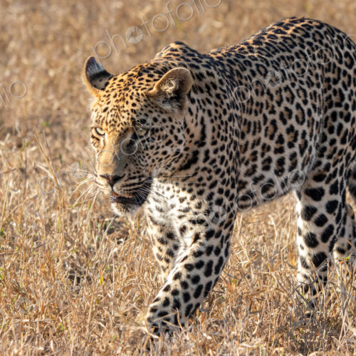 Male Leopard, Panthera pardus, walking through grass.